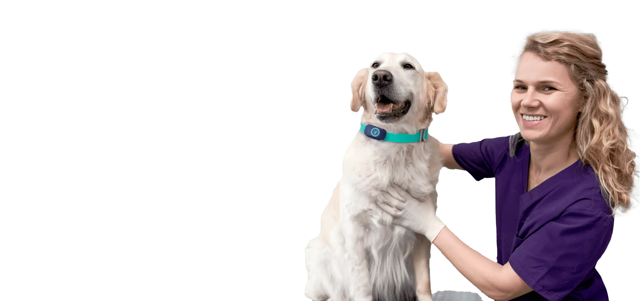 Veterinarian and golden retriever with the Voyce veterinary health diagnostic sensor.